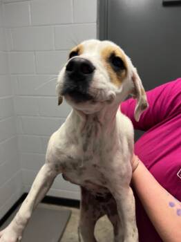 Rescue Mixed Breed Dogs for Adoption in Henderson, North Carolina - Spot | PetCurious