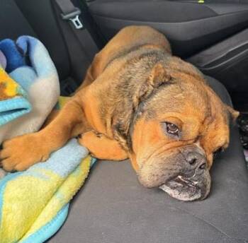 American Bulldog Dogs Available for Adoption - HOBBES | PetCurious