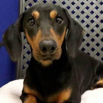 Gordon -  Dachshund Dog for Adoption in Fort Davis, Texas - Gordon | PetCurious