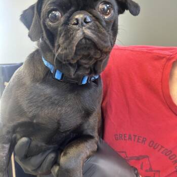 Pug Dogs Available for Adoption in Palm Springs, California - Nyx | PetCurious
