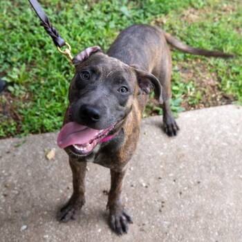 Incline -  Pit Bull Terrier Dog for Adoption in Baltimore, Maryland - Incline | PetCurious