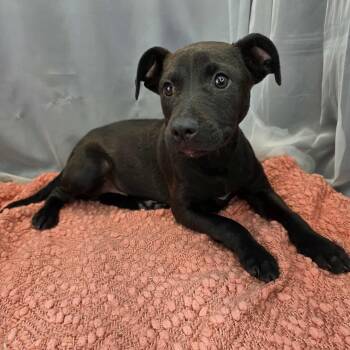 Labrador Retriever Dogs Available for Adoption - O’Neal | PetCurious