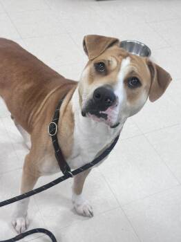 Burton -  Pit Bull Terrier Dog for Adoption in Clayton, New Jersey - Burton | PetCurious