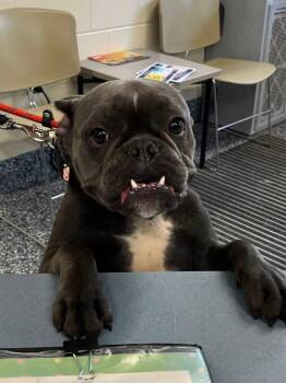 French Bulldog Dogs Available for Adoption in Berlin, New Jersey - Lambo | PetCurious