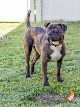 Styles -  Pit Bull Terrier Dog for Adoption in Roanoke, Virginia - Styles | PetCurious