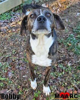 Hound and Mixed Breed Dogs Available for Adoption in Maryville, Tennessee - Robby | PetCurious