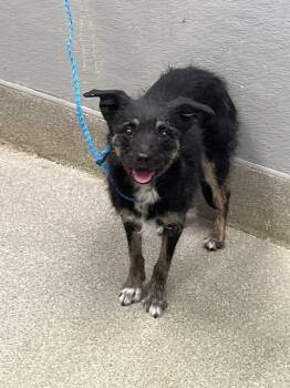 Terrier and Mixed Breed Dogs Available for Adoption in Las Vegas, Nevada - LAYLA | PetCurious