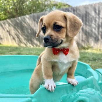 Poppy -  Pug Dog for Adoption in Fairfield, Connecticut - Poppy | PetCurious