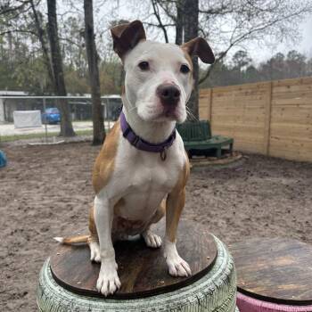 Mixed Breed Dogs Available for Adoption in Middleburg, Florida - Paige 26774 | PetCurious