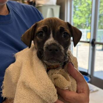 Winnie -  Mixed Breed Dog for Adoption in West Olive, Michigan - Winnie | PetCurious