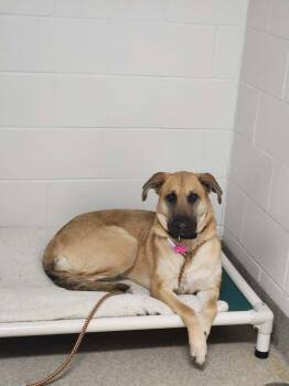 Shepherd Dogs Available for Adoption - Dobby | PetCurious