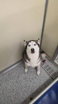 Aurora -  Terrier and Husky Dog for Adoption in Athens, Tennessee - Aurora | PetCurious