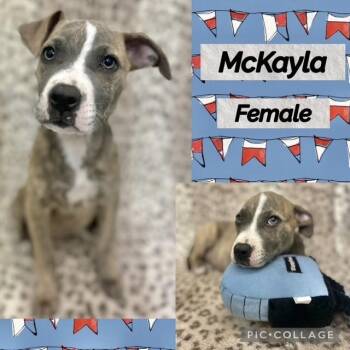McKayla -  Terrier Dog for Adoption in Manchester, Connecticut - McKayla | PetCurious
