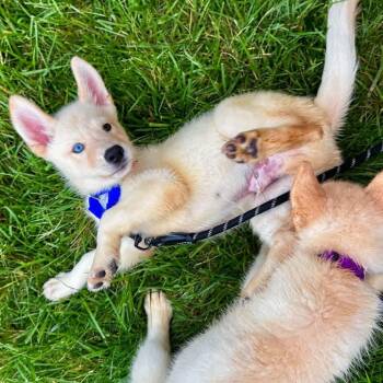 Sloth -  Husky and Mixed Breed Dog for Adoption in Wheeling, Illinois - Sloth | PetCurious