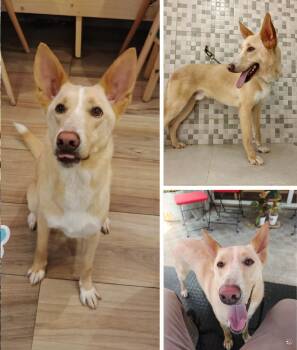 Tapper -  Hound and Shepherd Dog for Adoption in Toronto, Ontario - Tapper | PetCurious
