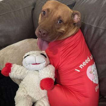 Ginger -  American Bulldog Dog for Adoption in Williston, Vermont - Ginger | PetCurious