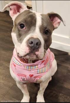 Tatum 30 lbs -  Bulldog and American Staffordshire Terrier Dog for Adoption in Pelzer, South Carolina - Tatum 30 Lbs | PetCurious