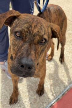 Plott Hound and Mountain Cur Dogs Available for Adoption - Rascal | PetCurious