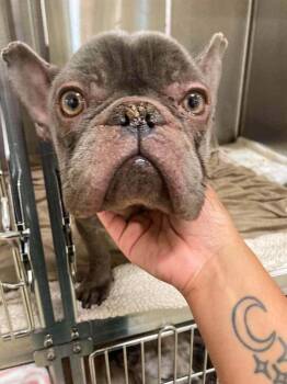 Gabby (GA) -  French Bulldog Dog for Adoption in New York, New York - Gabby (GA) | PetCurious