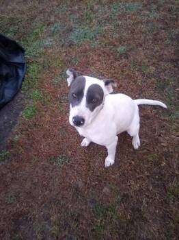 Australian Cattle Dog Blue Heeler and Mixed Breed Dogs Available for Adoption - Lea | PetCurious