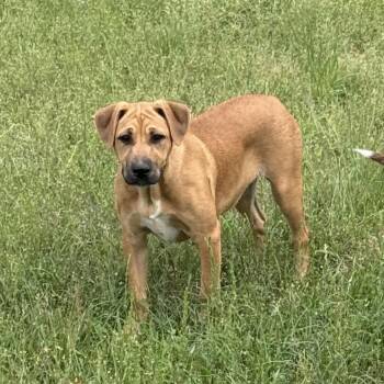 Mixed Breed Dogs Available for Adoption in Northwood, New Hampshire - Janis | PetCurious