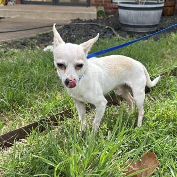 Chihuahua Dogs Available for Adoption in Oklahoma City, Oklahoma - Lewis C-34385 | PetCurious