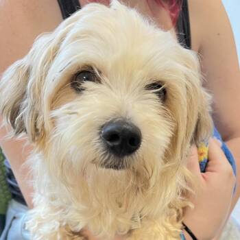 Frankie -  Mixed Breed Dog for Adoption in Philadelphia, Pennsylvania - Frankie | PetCurious