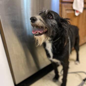 Ruby -  Schnauzer and Mixed Breed Dog for Adoption in Denison, Texas - Ruby | PetCurious
