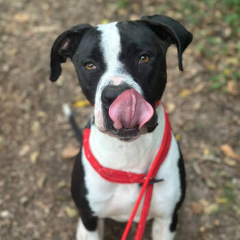 Rescue Pit Bull Terrier Dogs for Adoption in Chattanooga, Tennessee - Kilua | PetCurious