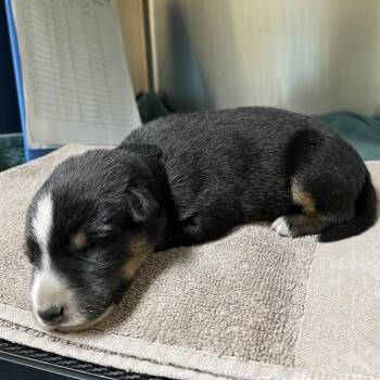 Black Collar -  Cattle Dog and German Shepherd Dog Dog for Adoption in Pasadena, California - Black Collar | PetCurious