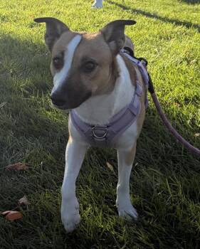 Daisy -  Husky and Jack Russell Terrier Dog for Adoption in Fremont, Nebraska - Daisy | PetCurious