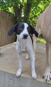 Patty Cake -  Pointer and Hound Dog for Adoption in Oklahoma City, Oklahoma - Patty Cake | PetCurious