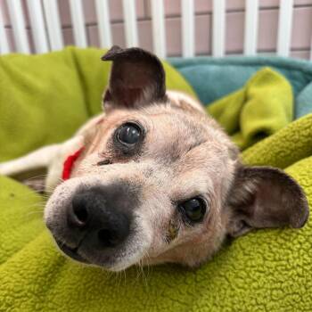 Hot Tub 14383 -  Chihuahua Dog for Adoption in San Francisco, California - Hot Tub 14383 | PetCurious