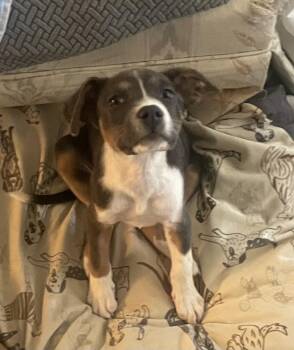 DAKOTA -  Pit Bull Terrier Dog for Adoption in Broomfield, Colorado - DAKOTA | PetCurious