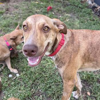 Una -  Plott Hound Dog for Adoption in Isabela, Isabela - Una | PetCurious