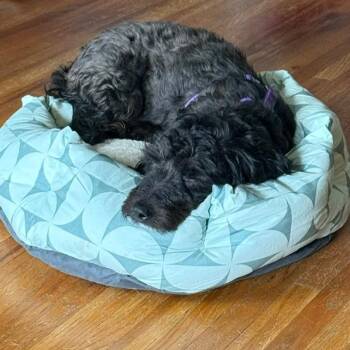 Tierra -  Dachshund and Poodle Dog for Adoption in Minneapolis, Minnesota - Tierra | PetCurious