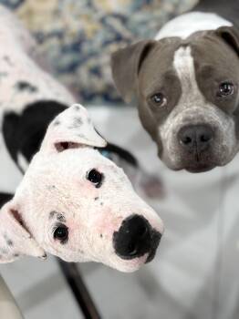 Rescue Mixed Breed Dogs for Adoption in Spring, Texas - Chance | PetCurious