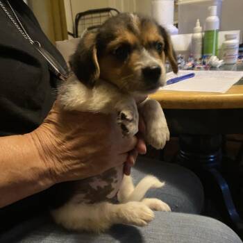 AK1119 Libby -  Cardigan Welsh Corgi and Australian Shepherd Dog for Adoption in Port Washington, New York - AK1119 Libby | PetCurious