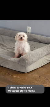 Rescue Maltese Dogs for Adoption in Marine City, Michigan - Buster | PetCurious