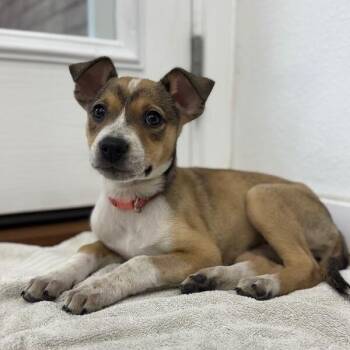 Pit Bull Terrier and Labrador Retriever Dogs Available for Adoption - Marshmallow Softest Baby Face | PetCurious