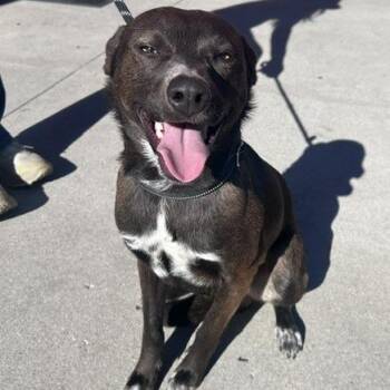 Sonny -  Mixed Breed and Labrador Retriever Dog for Adoption in Salt Lake City, Utah - Sonny | PetCurious