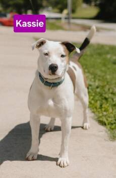 Kassie -  Staffordshire Bull Terrier and Catahoula Leopard Dog Dog for Adoption in Clinton, Missouri - Kassie | PetCurious