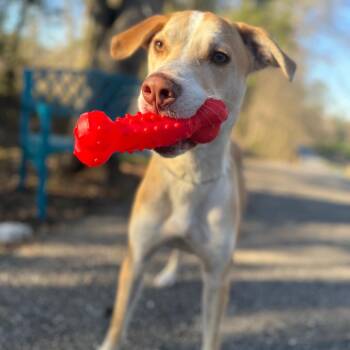 Yellow Labrador Retriever Dogs Available for Adoption - Bugs | PetCurious