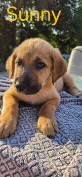 Sunny (Available 10/3) -  Labrador Retriever Dog for Adoption in Herculaneum, Missouri - Sunny (Available 10/3) | PetCurious
