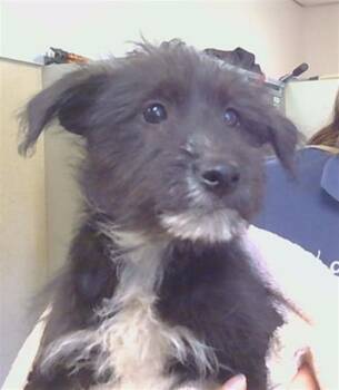 PETUNIA -  Siberian Husky and Dachshund Dog for Adoption in Sacramento, California - PETUNIA | PetCurious