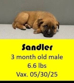 Rescue German Shepherd Dog Dogs for Adoption in Lafayette, Colorado - Sandler | PetCurious