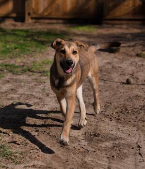 Labrador Retriever Dogs Available for Adoption - Virginia | PetCurious