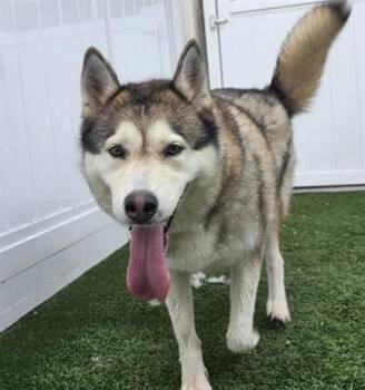 SHAKIRA -  Siberian Husky and Mixed Breed Dog for Adoption in Palmetto, Florida - SHAKIRA | PetCurious