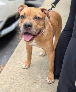 Hazel - The Loyal-Tree Litter -  Boxer and Staffordshire Bull Terrier Dog for Adoption in Holly Springs, North Carolina - Hazel - The Loyal-Tree Litter | PetCurious