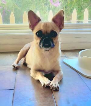 Rescue Pug and Chihuahua Dogs for Adoption in Lake Forest, California - Buttons - Adopt Me! | PetCurious